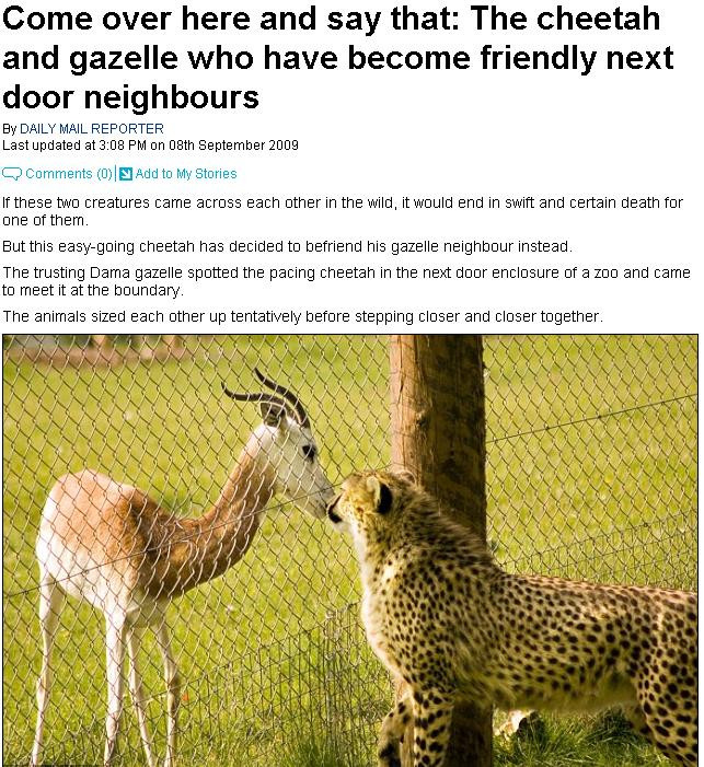 Prietenie intre o gazela si un ghepard!