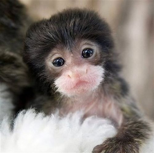 VIDEO. Nascut prin cezariana, un pui de tamarin a cucerit mii de oameni