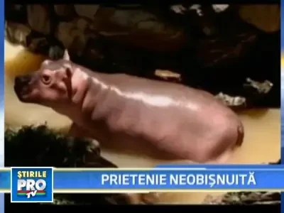 Dragoste frateasca intre o fetita si un pui de hipopotam!
