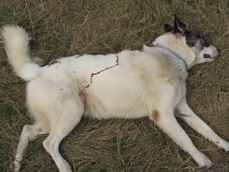 CUTREMURATOR! Caine impuscat cu cruzime, in fata stapanului!