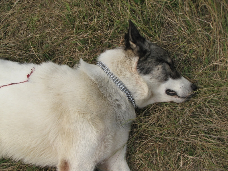 Cruzime rara. Au macelarit un caine, iar pe stapan l-au lovit in cap