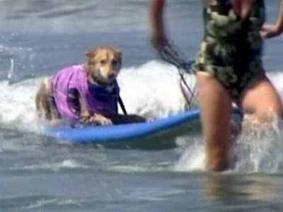 Cateii-surferi! Infrunta valurile vitejeste, cu botul si urechile in vant!