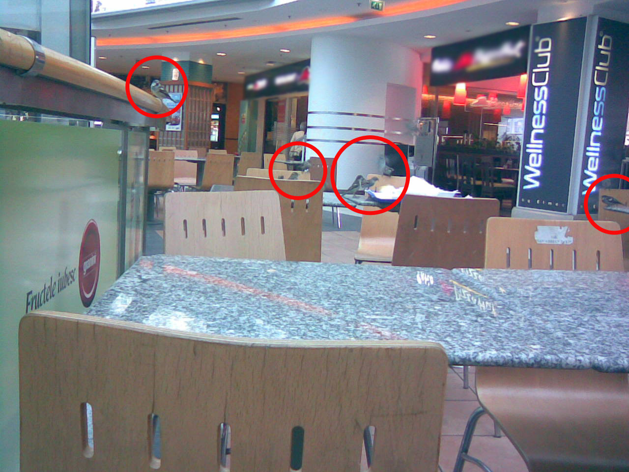 Pasaricile au iesit la shopping!