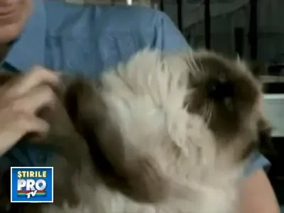 Un motan a strabatut aproape 4000 de kilometri ca sa ajunga acasa!