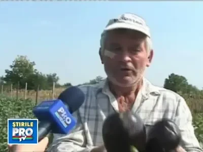 Agricultorii romani prefera sa-si distruga munca decat s-o vanda pe nimic!