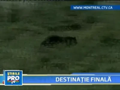 Sfasiata de urs, a murit intr-un accident rutier in drum spre spital!