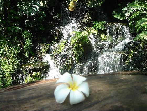 168 de cupluri au spus "DA" in Gradinile Botanice din Singapore