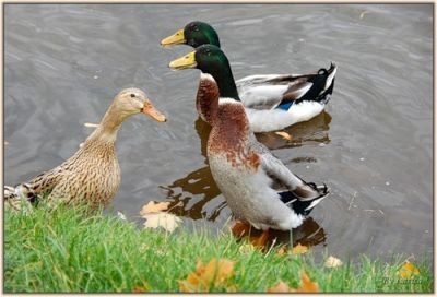 Americanii din New Mexico au organizat un concurs de... macait!