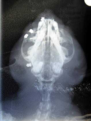 Pisica cu noua vieti! A supravietuit dupa ce a fost impuscata de 13 ori!