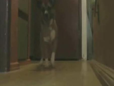 Iata-l pe cainele dansator! In pasi de step, ca nimeni altul!