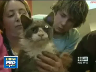 Pisica cu noua vieti! A supravietuit dupa ce a fost impuscata de 13 ori!