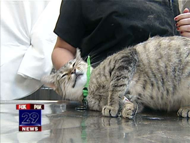 Cruzime fara limite! Pisica "invelita" in banda adeziva!