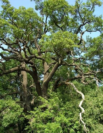Padurea Letea, tinutul salbatic care te uimeste cu frumusetea lui
