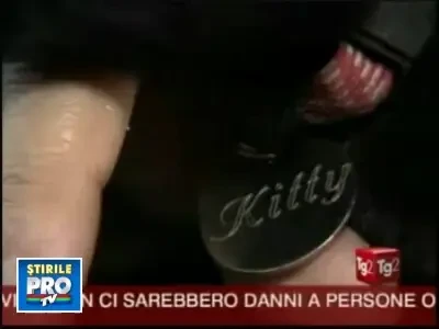 Sapte romani au rapit o pisica in Italia! Au cerut 20 de euro rascumparare!