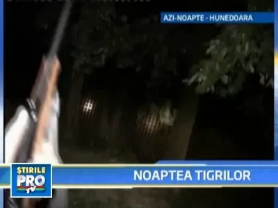 Tigrii evadati de la gradina zoologica din Hunedoara au fost recuperati!