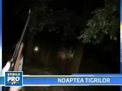 Tigrii evadati de la gradina zoologica din Hunedoara au fost recuperati!