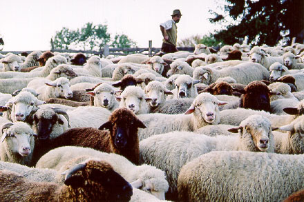 La Bran se sarbatoreste ravasitul oilor! Elena Udrea, invitat special