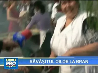 La Bran se sarbatoreste ravasitul oilor! Elena Udrea, invitat special