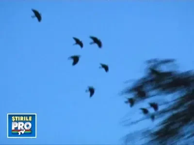 Ciorile ne-au invadat parcurile! Vezi cum le alunga primaria