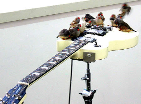 Ce au in comun o gaina, o vrabiuta pe o chitara electrica si o masina?