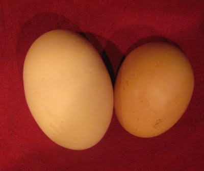 Oul urias, care a ratat Cartea Recordurilor! Vezi de ce!