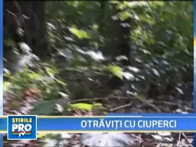 Tocanita aproape mortala! 13 rude, intoxicate cu ciuperci