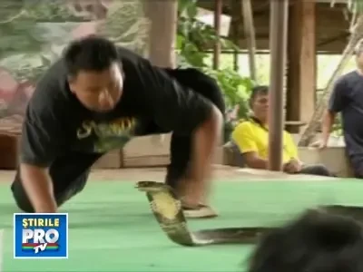 Box cu cei mai veninosi serpi din lume! Te-ai baga?