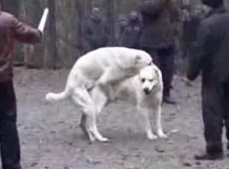 Lupta in "pozitia cainelui"!