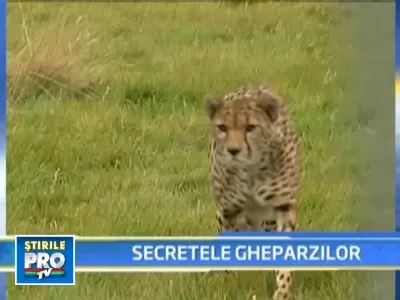 Gheparzii, cheia tratarii paraliziilor?