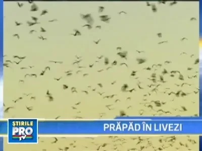 Invazie de lilieci in fermele din sudul Australiei