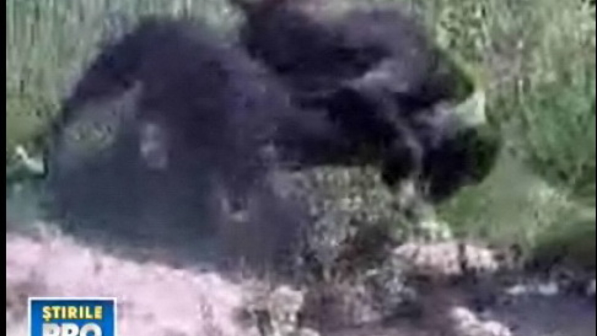 IMAGINI SOCANTE! Lupte ilegale intre caini, made in Dambovita!