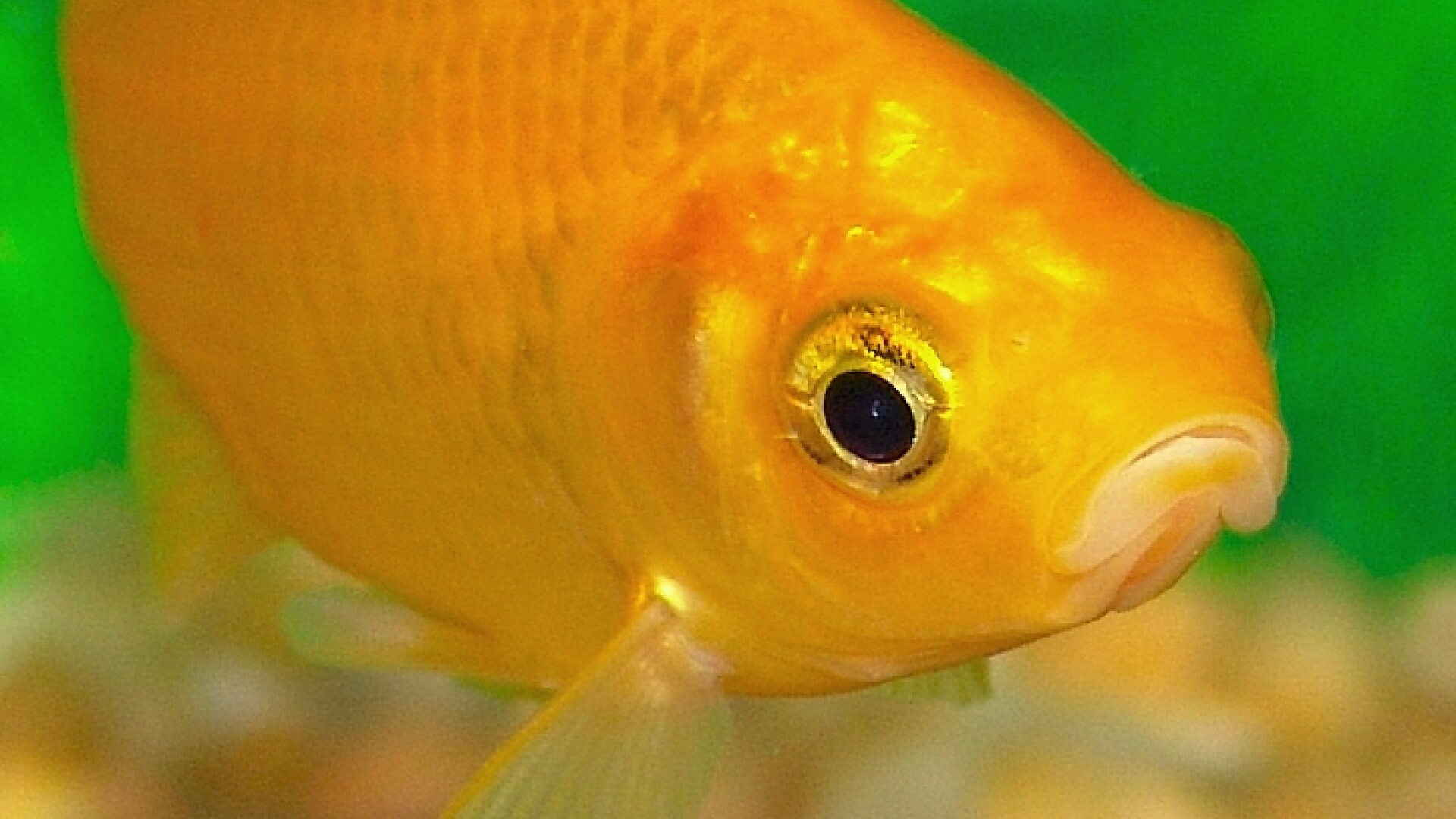 Curse cu pestisori aurii.La final, stapanul poate sa-si inghita concurentul