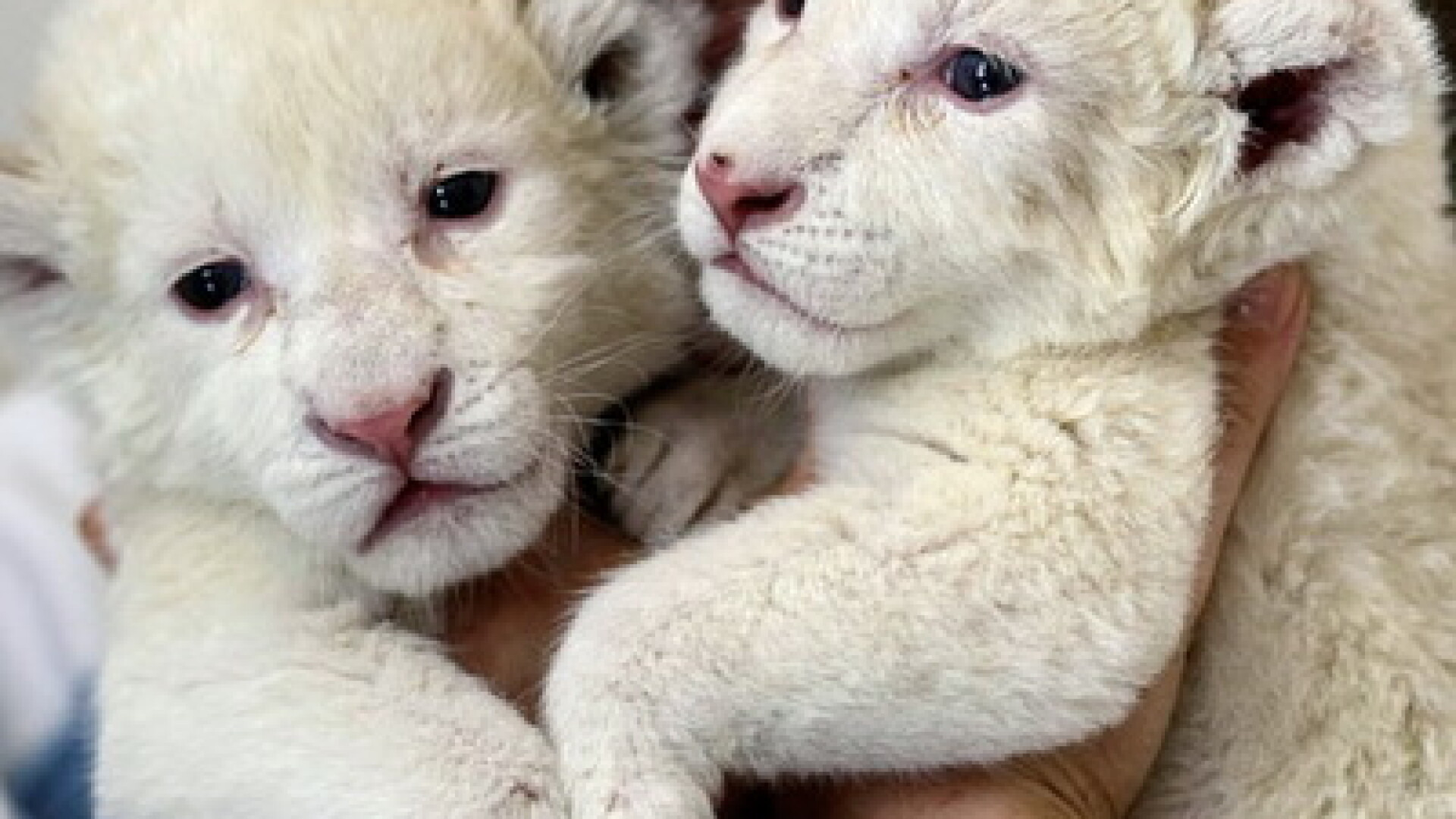 Sunt pufosi si rari in lume! Doi pui de leu alb, la Zoo din Belgrad
