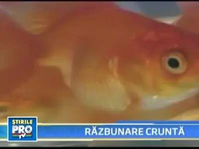 Razbunarea fostei sotii: i-a rapit pestisorii aurii si i-a mancat prajiti!
