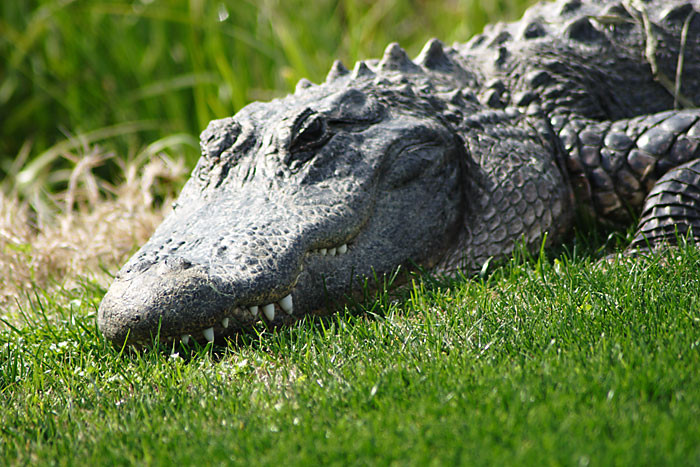 Are trei crocodili, doi serpi si o pisica pe post de animale de casa