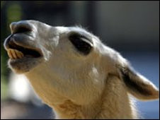 Circ pe autostrada, cu capre si lame!