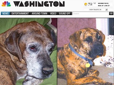 Regasit dupa 10 ani, la 2.000 km distanta! Un caine s-a intors la stapani