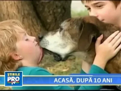 Regasit dupa 10 ani, la 2.000 km distanta! Un caine s-a intors la stapani