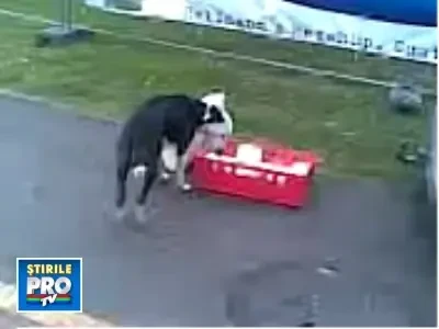 Cainele nu pleaca de la macelarie, dar nici de la targul de gastronomie!