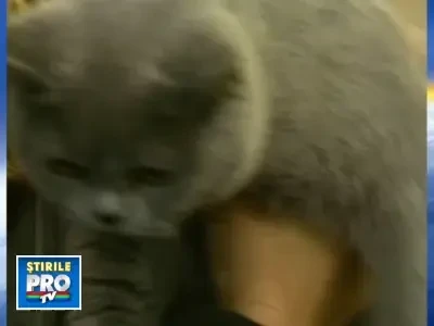 A fost Ziua Internationala a Cainilor si Pisicilor!