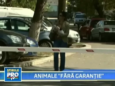 Au cumparat de la pet-shop un animal gata bolnav! Desi figura sanatos