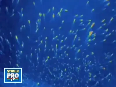 Imagini inedite! Peste 500.000 de lilieci filmati intr-o pestera!