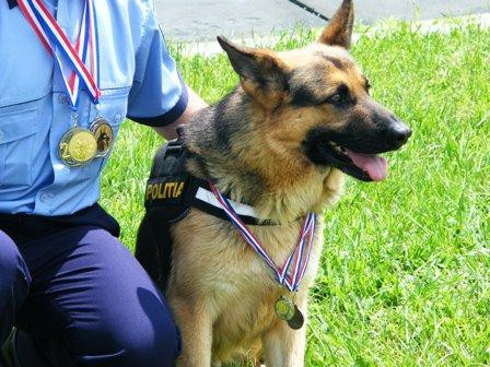 Faceti cunostinta cu Nina, Tim si Brutus, de profesie caini politisti!