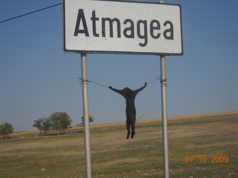 CRUZIME INCREDIBILA! Au crucificat o pisica!