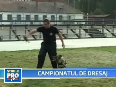 Faceti cunostinta cu Nina, Tim si Brutus, de profesie caini politisti!