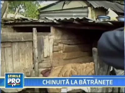 Batuta de fiica si ginere, o batrana a ales sa traiasca in cotetul porcilor