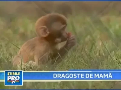 Dragoste de mama! Maimutele, la fel de afective cu puii lor, ca si oamenii!