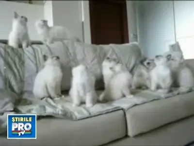 Uite ce fac pisicile cand se plictisesc!