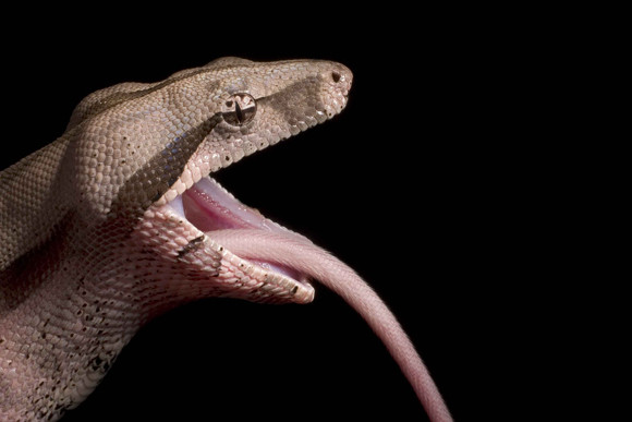 Un boa de trei metri a plecat la plimbare pe strazile unui oras din SUA