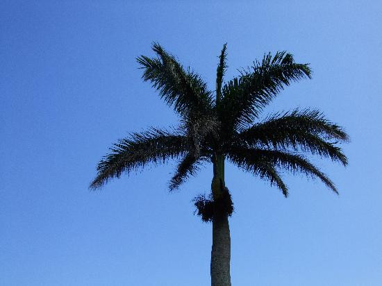 S-a catarat intr-un palmier pentru a-l curata si acolo a ramas...